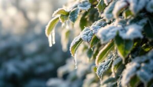 Perché gli esperti di giardinaggio sconsigliano di potare le siepi quando gela ancora