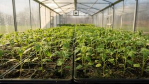 Pomodori in semenzaio: perché marzo è il momento perfetto per iniziare la semina